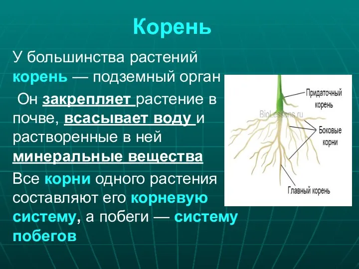 Корень У большинства растений корень — подземный орган Он закрепляет растение в