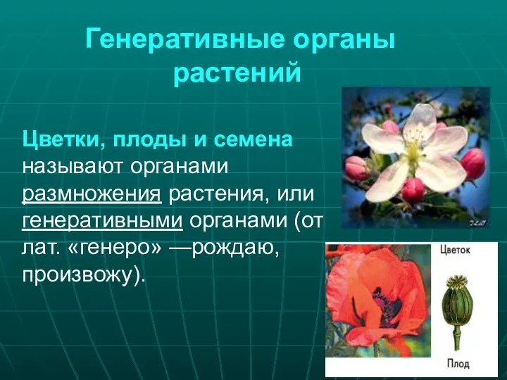 Генеративные органы растений Цветки, плоды и семена называют органами размножения растения, или