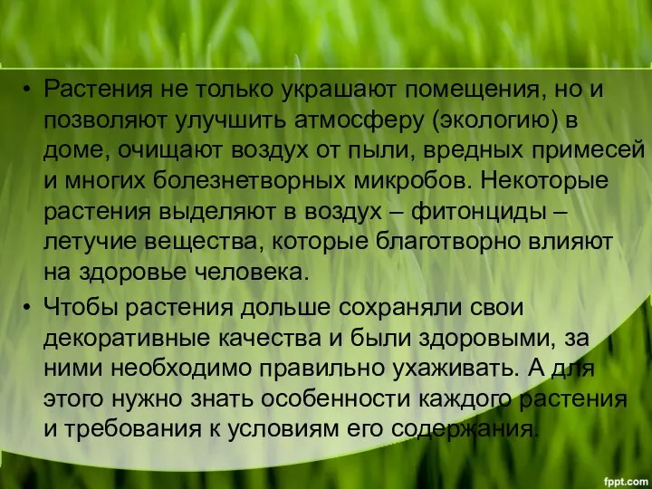 Растения не только украшают помещения, но и позволяют улучшить атмосферу (экологию) в