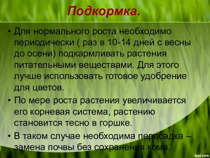 Подкормка. Для нормального роста необходимо периодически ( раз в 10-14 дней с