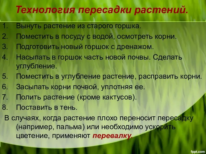 Технология пересадки растений. Вынуть растение из старого горшка. Поместить в посуду с