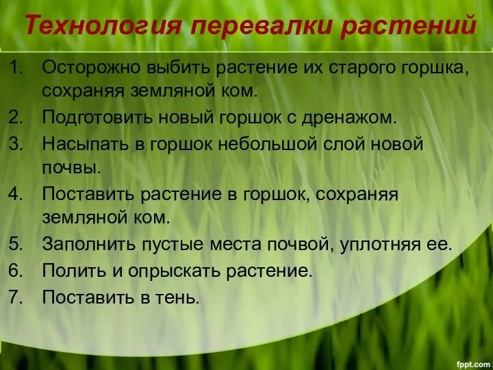 Технология перевалки растений Осторожно выбить растение их старого горшка, сохраняя земляной ком.