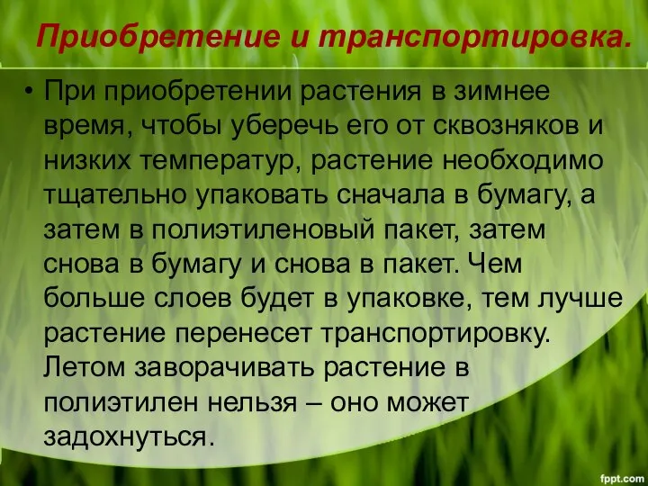 Приобретение и транспортировка. При приобретении растения в зимнее время, чтобы уберечь его