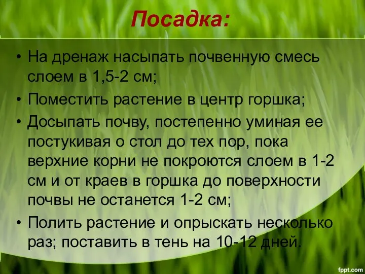 Посадка: На дренаж насыпать почвенную смесь слоем в 1,5-2 см; Поместить растение