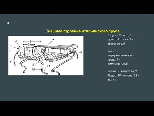 В Внешнее строение итальянского пруса: 1 - усик, 2 - лоб, 3