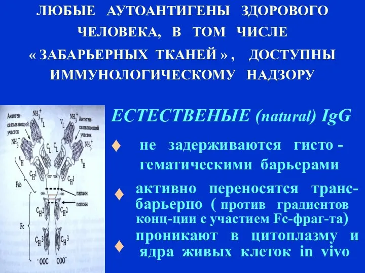 ЛЮБЫЕ АУТОАНТИГЕНЫ ЗДОРОВОГО ЧЕЛОВЕКА, В ТОМ ЧИСЛЕ « ЗАБАРЬЕРНЫХ ТКАНЕЙ » ,