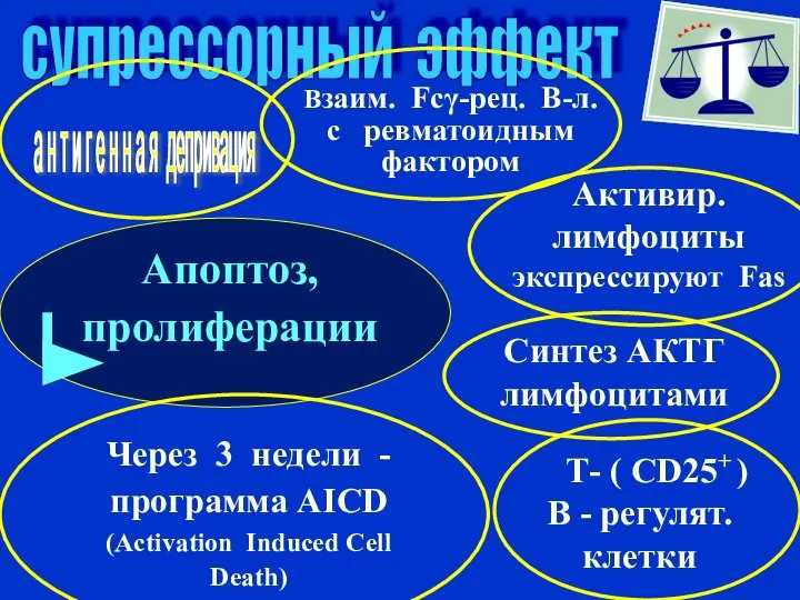 супрессорный эффект Апоптоз, пролиферации Через 3 недели - программа AICD (Activation Induced