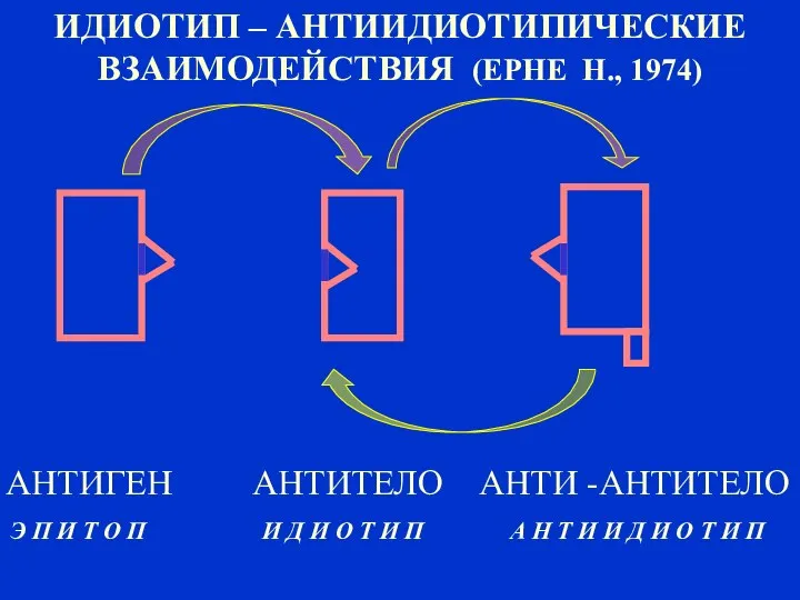 ИДИОТИП – АНТИИДИОТИПИЧЕСКИЕ ВЗАИМОДЕЙСТВИЯ (ЕРНЕ Н., 1974) АНТИГЕН АНТИТЕЛО АНТИ -АНТИТЕЛО Э