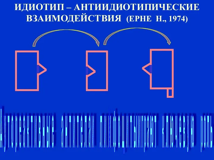 ИДИОТИП – АНТИИДИОТИПИЧЕСКИЕ ВЗАИМОДЕЙСТВИЯ (ЕРНЕ Н., 1974) А у т о р