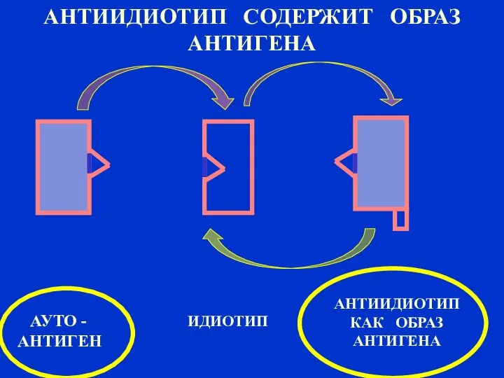 АНТИИДИОТИП СОДЕРЖИТ ОБРАЗ АНТИГЕНА АУТО - ИДИОТИП АНТИГЕН АНТИИДИОТИП КАК ОБРАЗ АНТИГЕНА