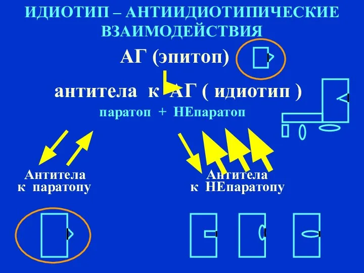 ИДИОТИП – АНТИИДИОТИПИЧЕСКИЕ ВЗАИМОДЕЙСТВИЯ АГ (эпитоп) антитела к АГ ( идиотип )