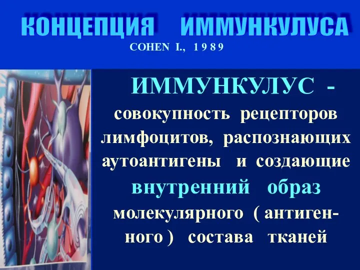 КОНЦЕПЦИЯ ИММУНКУЛУСА COHEN I., 1 9 8 9 ИММУНКУЛУС - совокупность рецепторов