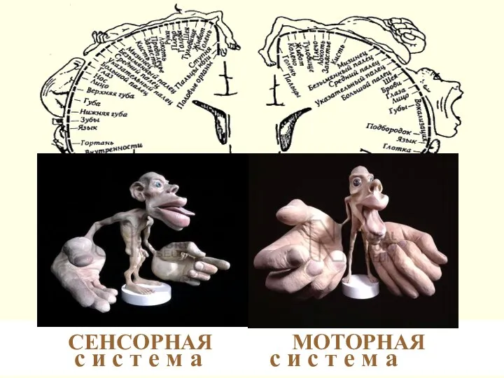 СЕНСОРНАЯ МОТОРНАЯ с и с т е м а с и с т е м а