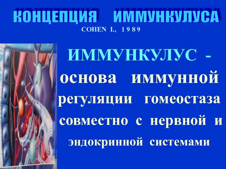 КОНЦЕПЦИЯ ИММУНКУЛУСА COHEN I., 1 9 8 9 ИММУНКУЛУС - основа иммунной