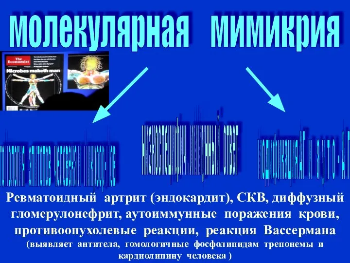 молекулярная мимикрия гомология эпитопов человека и микроор-мов модификация АГ и а у