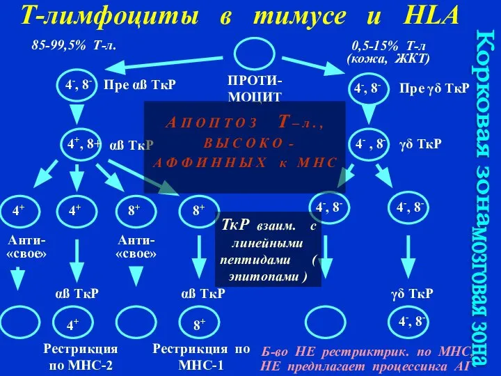 ПРОТИ-МОЦИТ Пре αß ТкР Пре γδ ТкР γδ ТкР αß ТкР 4-,