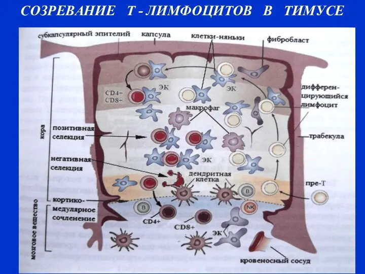 СОЗРЕВАНИЕ Т - ЛИМФОЦИТОВ В ТИМУСЕ