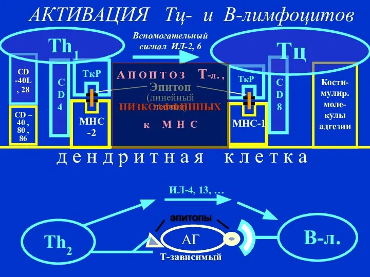 МНС -2 МНС-1 д е н д р и т н а