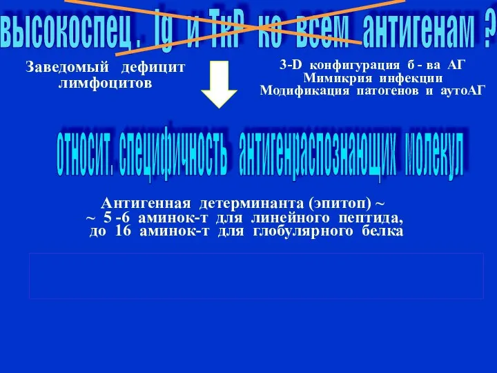 высокоспец . Ig и ТкР ко всем антигенам ? Антигенная детерминанта (эпитоп)