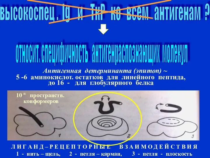 высокоспец . Ig и ТкР ко всем антигенам ? Антигенная детерминанта (эпитоп)