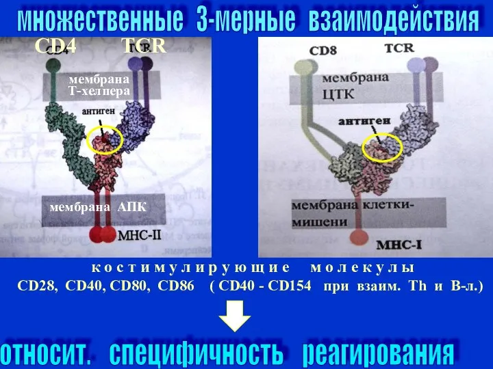 мембрана АПК мембрана Т-хелпера к о с т и м у л