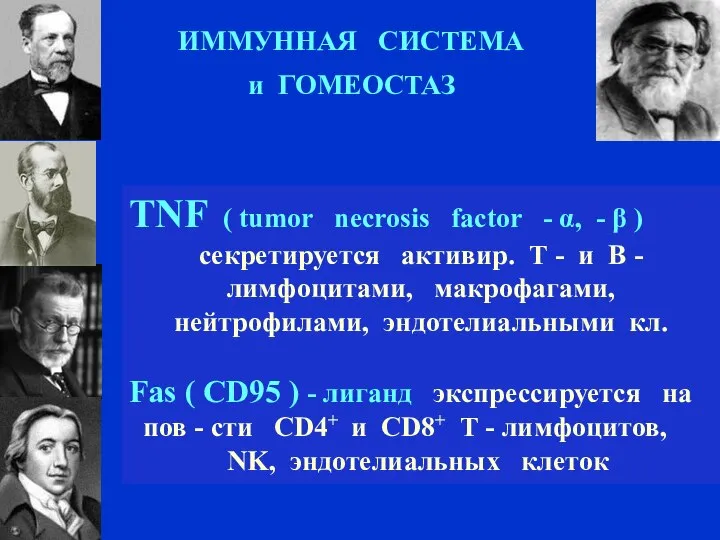 ИММУННАЯ СИСТЕМА и ГОМЕОСТАЗ TNF ( tumor necrosis factor - α, -