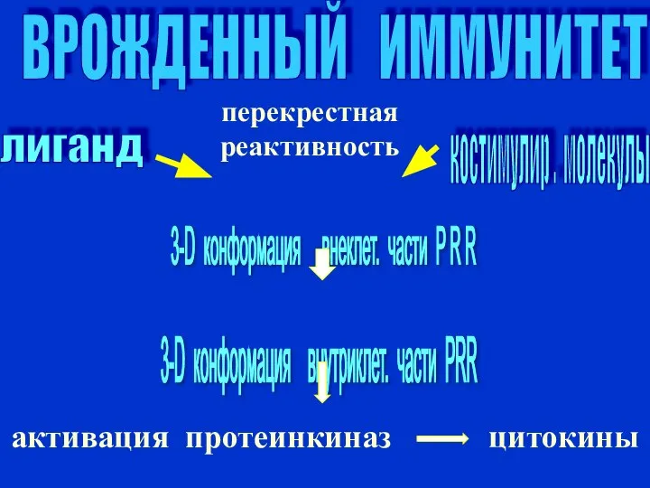 ВРОЖДЕННЫЙ ИММУНИТЕТ лиганд костимулир . молекулы 3-D конформация внеклет. части P R