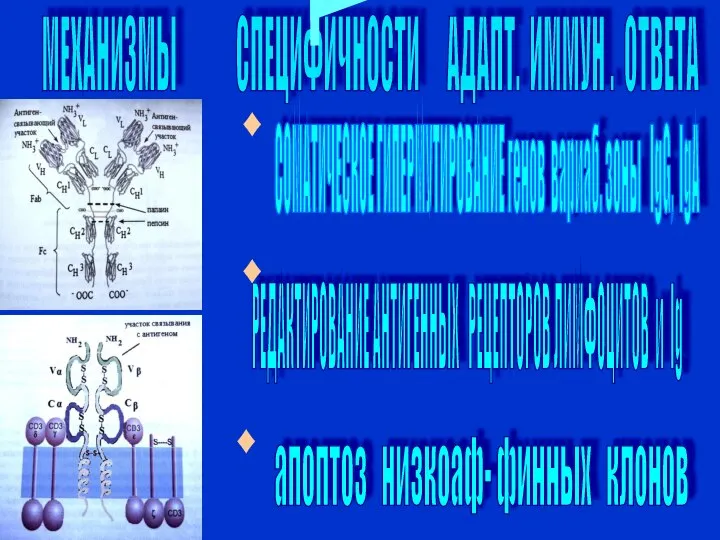 МЕХАНИЗМЫ СПЕЦИФИЧНОСТИ АДАПТ. ИММУН . ОТВЕТА СОМАТИЧЕСКОЕ ГИПЕРМУТИРОВАНИЕ генов вариаб. зоны IgG,