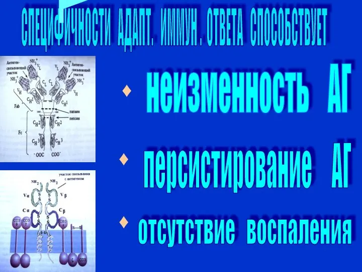 СПЕЦИФИЧНОСТИ АДАПТ. ИММУН . ОТВЕТА СПОСОБСТВУЕТ неизменность АГ отсутствие воспаления ♦ ♦ персистирование АГ ♦