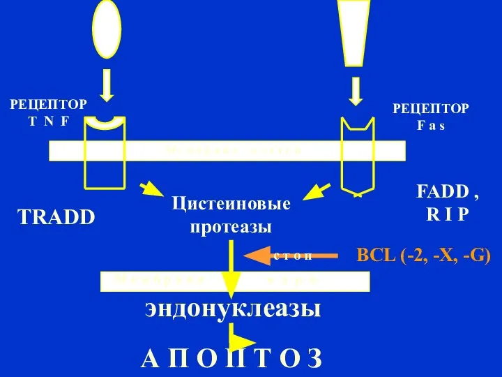 Цистеиновые протеазы эндонуклеазы А П О П Т О З TRADD FADD