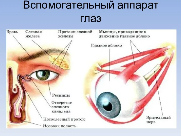 Вспомогательный аппарат глаз