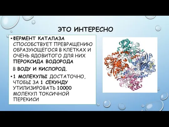 ЭТО ИНТЕРЕСНО ФЕРМЕНТ КАТАЛАЗА СПОСОБСТВУЕТ ПРЕВРАЩЕНИЮ ОБРАЗУЮЩЕГОСЯ В КЛЕТКАХ И ОЧЕНЬ ЯДОВИТОГО