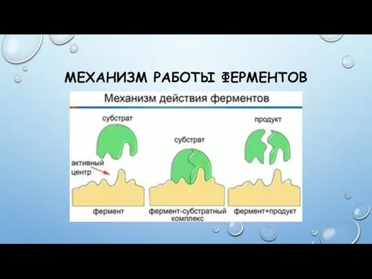 МЕХАНИЗМ РАБОТЫ ФЕРМЕНТОВ