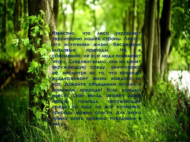 Известно, что леса украшают территорию нашей страны. Леса – это источники жизни,