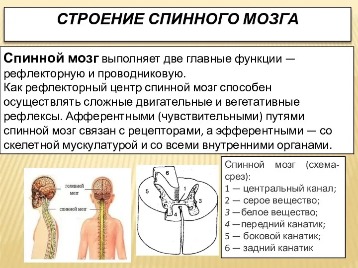 СТРОЕНИЕ СПИННОГО МОЗГА Спинной мозг выполняет две главные функции — рефлекторную и