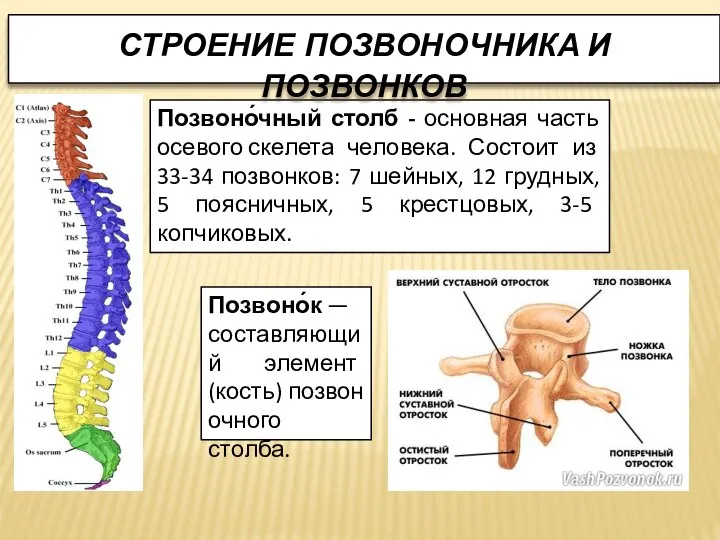 Позвоно́чный столб - основная часть осевого скелета человека. Состоит из 33-34 позвонков: