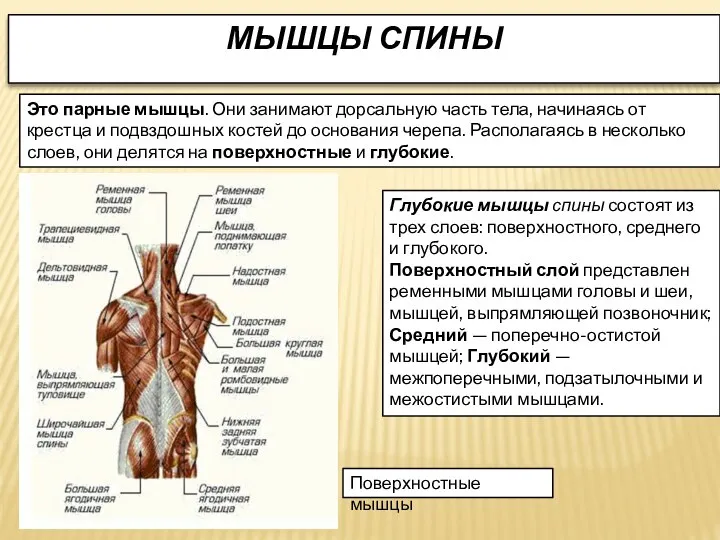МЫШЦЫ СПИНЫ Это парные мышцы. Они занимают дорсальную часть тела, начинаясь от
