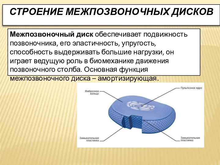 СТРОЕНИЕ МЕЖПОЗВОНОЧНЫХ ДИСКОВ Межпозвоночный диск обеспечивает подвижность позвоночника, его эластичность, упругость, способность