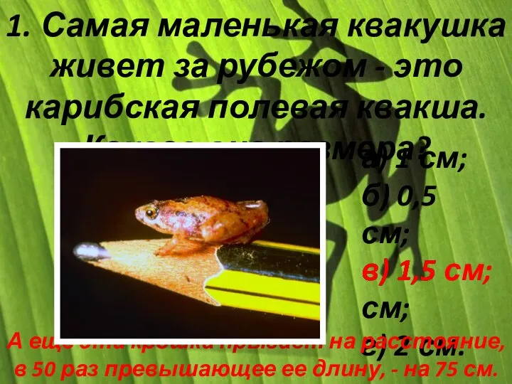 1. Самая маленькая квакушка живет за рубежом - это карибская полевая квакша.