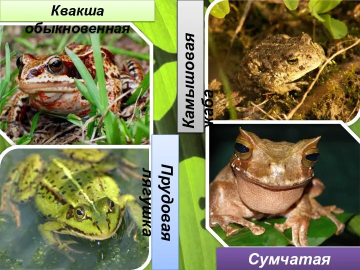 Квакша обыкновенная Сумчатая лягушка Камышовая жаба Прудовая лягушка
