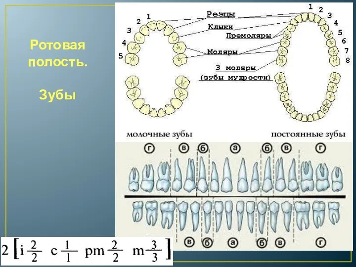 Ротовая полость. Зубы