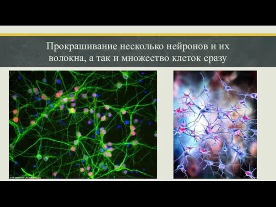 Прокрашивание несколько нейронов и их волокна, а так и множество клеток сразу