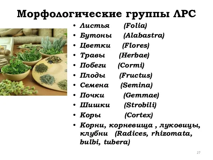 Морфологические группы ЛРС Листья (Folia) Бутоны (Alabastra) Цветки (Flores) Травы (Herbae) Побеги