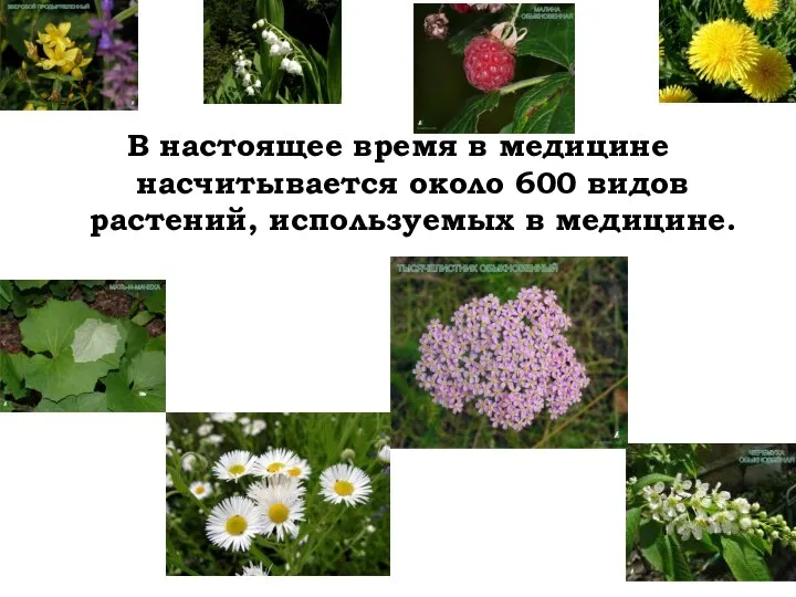 В настоящее время в медицине насчитывается около 600 видов растений, используемых в медицине.