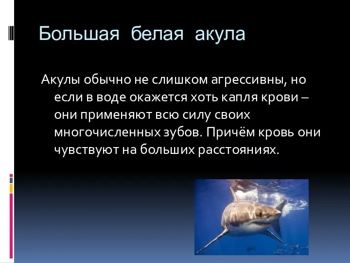 Большая белая акула Акулы обычно не слишком агрессивны, но если в воде