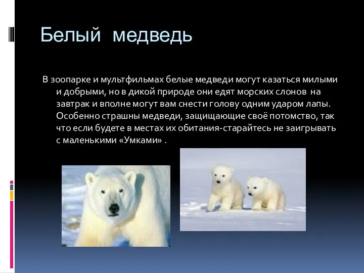 Белый медведь В зоопарке и мультфильмах белые медведи могут казаться милыми и