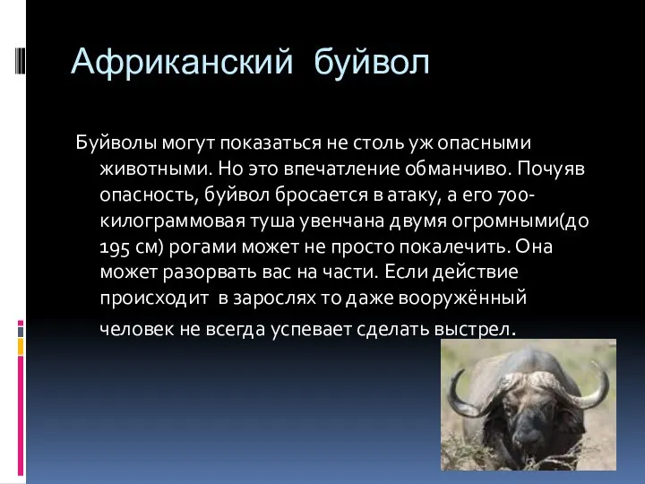 Африканский буйвол Буйволы могут показаться не столь уж опасными животными. Но это