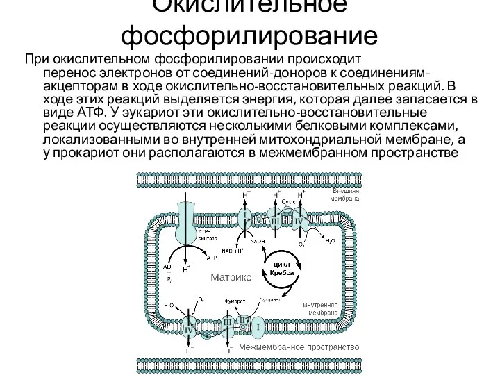 Окислительное фосфорилирование При окислительном фосфорилировании происходит перенос электронов от соединений-доноров к соединениям-акцепторам