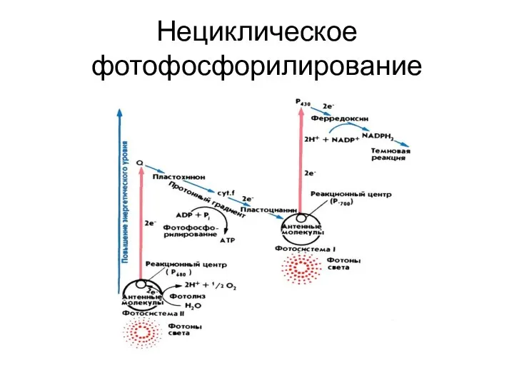 Нециклическое фотофосфорилирование