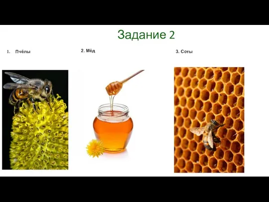 Задание 2 Пчёлы 3. Соты 2. Мёд